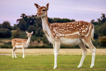 Deer in Knole Park