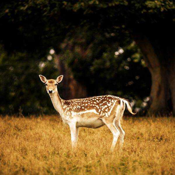 Deer in Knole Park