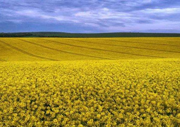 Yellow Rape Seed Fields of Sussex